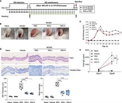 A New Formulation of Probiotics Attenuates Calcipotriol-Induced Dermatitis by Inducing Regulatory Dendritic Cells